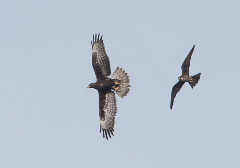 Aiuto per identificazione rapace in mobbing